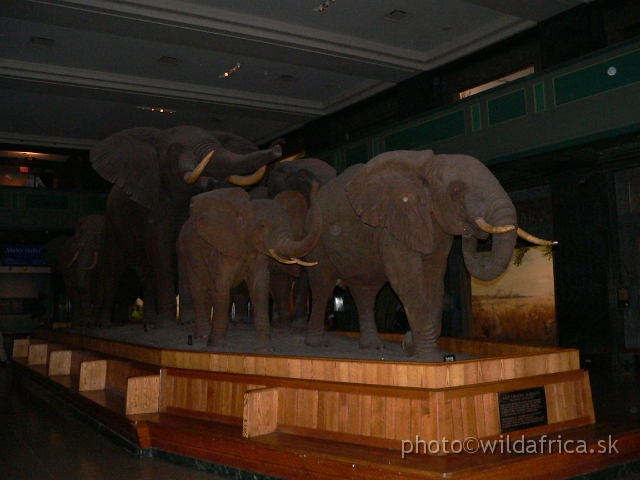 Picture 091.jpg - Composition of eight moving elephant lies in the center of the hall.